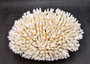 White Table Coral Large Cluster Acropora Latistella (1 coral approx. 11.5L x 6H x 9.5D inches) White Table Coral for display & collecting!