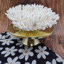 Large White Table Coral Large Cluster (1 coral approx. 11L x 4H x 10D inches) White Acropora Latistella Table Coral for display & décor!