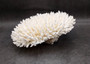 White Table Coral Large Cluster Acropora Latistella (1 coral approx. 12L x 5.5H x 11D inches For home decor display & collecting!