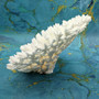 White Table Coral Large Cluster (1 coral approx. 10L x 6H x 8D inches) Acropora Latistella White Table Coral for display & collecting!