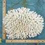 White Table Coral Large Cluster (1 coral approx. 10L x 6H x 8D inches) Acropora Latistella White Table Coral for display & collecting!