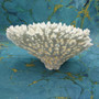 White Table Coral Large Cluster (1 coral approx. 10L x 6H x 8D inches) Acropora Latistella White Table Coral for display & collecting!