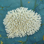 White Table Coral Large Cluster (1 coral approx. 10L x 6H x 8D inches) Acropora Latistella White Table Coral for display & collecting!