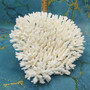 White Table Coral Large Cluster (1 coral approx. 10L x 6H x 8D inches) Acropora Latistella White Table Coral for display & collecting!