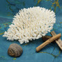White Table Coral Large Cluster (1 coral approx. 10L x 6H x 8D inches) Acropora Latistella White Table Coral for display & collecting!