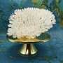White Table Coral Large Cluster (1 coral approx. 10L x 6H x 8D inches) Acropora Latistella White Table Coral for display & collecting!