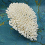 White Table Coral Large Cluster (1 coral approx. 10L x 6H x 8D inches) Acropora Latistella White Table Coral for display & collecting!