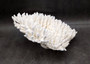 White Table Coral Large Cluster Acropora Latistella (1 coral approx. 12L x 5.5H x 11D inches) White Table Coral for display & collecting!