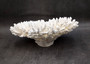 White Table Coral Large Cluster Acropora Latistella (1 coral approx. 12L x 5.5H x 11D inches) White Table Coral for display & collecting!