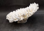 White Table Coral Large Cluster Acropora Latistella (1 coral approx. 12L x 5.5H x 11D inches) White Table Coral for display & collecting!