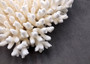 White Table Coral Large Cluster Acropora Latistella (1 coral approx. 12L x 5.5H x 11D inches) White Table Coral for display & collecting!