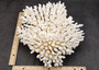 White Table Coral Large Cluster Acropora Latistella (1 coral approx. 12L x 5.5H x 11D inches) White Table Coral for display & collecting!