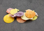 Noble Scallop Seashells - Pecten Nobilis - (10 shells). Multiple rainbow colored ribbed shells in a pile. Copyright 2024 SeaShellSupply.com.