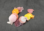 Noble Scallop Seashells - Pecten Nobilis - (10 shells). Multiple rainbow colored ribbed shells in a pile. Copyright 2024 SeaShellSupply.com.