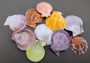 Noble Scallop Seashells - Pecten Nobilis - (10 shells). Multiple rainbow colored ribbed shells in a pile. Copyright 2022 SeaShellSupply.com.