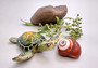 Green Sea Turtle Figurine Painted Resin (One figure approx. 3+ inches long) Green Painted Resin Sea Turtle Figure for coastal home décor!