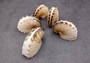 Brown Paper Nautilus Seashell - Very Rare - Argonauta Hians (1 shell approx. 2.5 inches). Two spiral beautifully ribbed shells, one showing the design and the other showing the sealed up opening. Copyright 2024 SeaShellSupply.com.