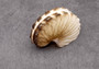 Brown Paper Nautilus Seashell - Very Rare - Argonauta Hians (1 shell approx. 2.5 inches). Two spiral beautifully ribbed shells, one showing the design and the other showing the sealed up opening. Copyright 2024 SeaShellSupply.com.