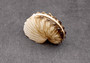 Brown Paper Nautilus Seashell Rare Argonauta Hians (1 shell approx. 2.25+ inches) Swell shells for coastal crafting decor & collections!