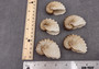 Brown Paper Nautilus Seashell Rare Argonauta Hians (1 shell approx. 2.25+ inches) Swell shells for coastal crafting decor & collections!