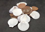 Sun and Moon Scallop Seashells Brown Purple White Mix Amusium Pleuronectes (Approx. HALF pound +/-30 shells) Scallop mix for arts & crafts!