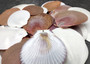 Sun and Moon Scallop Seashells Brown Purple White Mix Amusium Pleuronectes (Approx. HALF pound +/-30 shells) Scallop mix for arts & crafts!