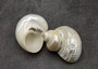 Pearlized Silver Mouth Turbo Seashells Turbo Argyrostoma (2 shells approx. 2.5+ inches) Turbo shells for hermit crab homes crafts & decor!