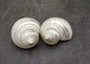 Pearlized Silver Mouth Turbo Seashells Turbo Argyrostoma (2 shells approx. 2.5+ inches) Turbo shells for hermit crab homes crafts & decor!