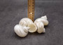 Pearlized Silver Mouth Turbo Seashells Turbo Argyrostoma (2 shells approx. 2.5+ inches) Turbo shells for hermit crab homes crafts & decor!