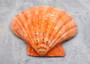 Orange Lion's Paw Scallop Pecten Subnodosus (1 shell approx. 6-7+ inches) B GRADE Orange Lions Paw Shells for beachy crafts arts & display! Copyright 2026 SeaShellSupply.com.