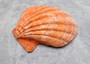 Orange Lion's Paw Scallop Pecten Subnodosus (1 shell approx. 6-7+ inches) B GRADE Orange Lions Paw Shells for beachy crafts arts & display!
