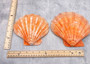 Orange Lion's Paw Scallop Pecten Subnodosus (1 shell approx. 6-7+ inches) B GRADE Orange Lions Paw Shells for beachy crafts arts & display!
