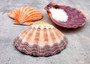 Orange Lion's Paw Scallop Pecten Subnodosus (1 shell approx. 6-7+ inches) B GRADE Orange Lions Paw Shells for beachy crafts arts & display!