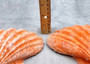 Orange Lion's Paw Scallop Pecten Subnodosus (1 shell approx. 6-7+ inches) B GRADE Orange Lions Paw Shells for beachy crafts arts & display!