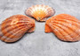 Orange Lion's Paw Scallop Pecten Subnodosus (1 shell approx. 6-7+ inches) B GRADE Orange Lions Paw Shells for beachy crafts arts & display! Copyright 2026 SeaShellSupply.com.