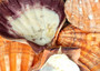 Orange Lion's Paw Scallop Pecten Subnodosus (1 shell approx. 6-7+ inches) B GRADE Orange Lions Paw Shells for beachy crafts arts & display! Copyright 2026 SeaShellSupply.com.
