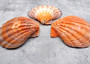 Orange Lion's Paw Scallop Pecten Subnodosus (1 shell approx. 6-7+ inches) B GRADE Orange Lions Paw Shells for beachy crafts arts & display! Copyright 2026 SeaShellSupply.com.