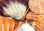 Orange Lion's Paw Scallop Pecten Subnodosus (1 shell approx. 6-7+ inches) B GRADE Orange Lions Paw Shells for beachy crafts arts & display! Copyright 2026 SeaShellSupply.com.