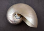 Pearl Nautilus Seashell - Nautilus Pompilius (1 shell approx. 5-6 inches). One  shell with a shimmer and light bumps. Copyright 2024 Seashellsupply.com