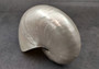 Pearl Nautilus Seashell - Nautilus Pompilius (1 shell approx. 5-6 inches). One  shell with a shimmer and light bumps. Copyright 2024 Seashellsupply.com