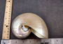 Pearl Nautilus Seashell - Nautilus Pompilius (1 shell approx. 5-6 inches). One  shell with a shimmer and light bumps. Copyright 2024 Seashellsupply.com