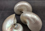 Pearlized Nautilus Seashell Polished Nautilus Pompilius (1 shell approx. 5+ inches) Great shells for coastal crafting decor & collections!