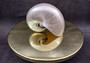 Pearlized Nautilus Seashell Polished Nautilus Pompilius (1 shell approx. 5+ inches) Great shells for coastal crafting decor & collections!