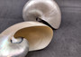Pearlized Nautilus Seashell Polished Nautilus Pompilius (1 shell approx. 5+ inches) Great shells for coastal crafting decor & collections!