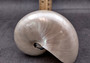 Pearlized Nautilus Seashell Polished Nautilus Pompilius (1 shell approx. 5+ inches) Great shells for coastal crafting decor & collections!