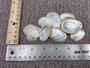 Pearlized Abalone Seashell (10 shells approx. 1-1.5 inches). multiple sand colored shells in pile. Copyright 2022 SeaShellSupply.com.