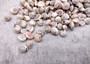 Pearlized Umbonium Seashells (appx. 220-230 pcs.) Button Top Shells. Multiple earthly colored spiral shells in a pile. Copyright 2025 SeaShellSupply.com.