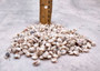 Pearlized Umbonium Seashells (appx. 220-230 pcs.) Button Top Shells. Multiple earthly colored spiral shells in a pile. Copyright 2025 SeaShellSupply.com.