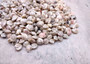 Pearlized Umbonium Seashells (appx. 220-230 pcs.) Button Top Shells. Multiple earthly colored spiral shells in a pile. Copyright 2025 SeaShellSupply.com.