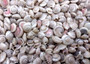 Pearlized Umbonium Seashells (appx. 220-230 pcs.) Button Top Shells. Multiple earthly colored spiral shells in a pile. Copyright 2025 SeaShellSupply.com.